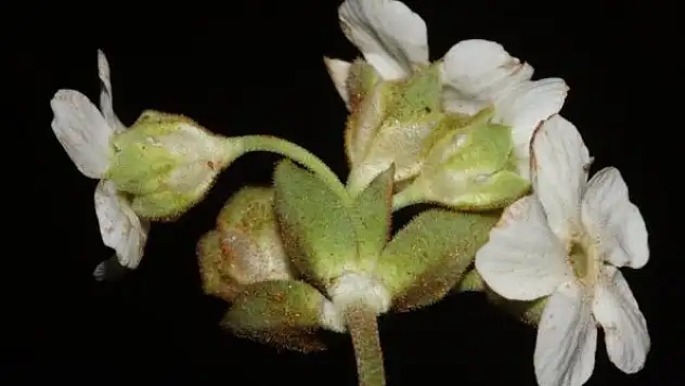 Yeni bir çiçek türü keşfedildi