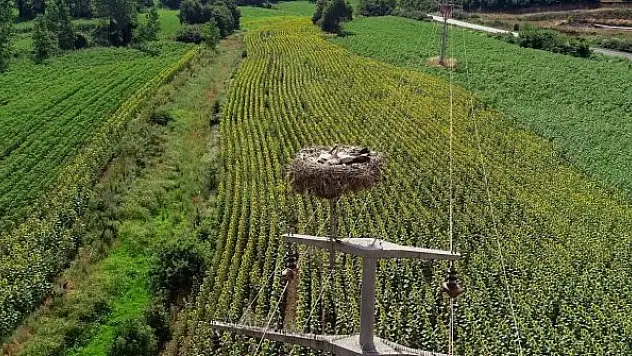 Leylek yuvaları dron ile görüntülendi