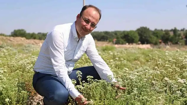 Kekik ve lavanta festivali düzenleniyor