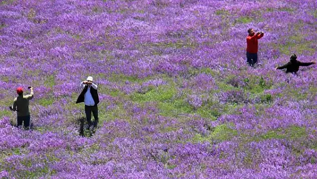 Her yerde yaz, orada bahar