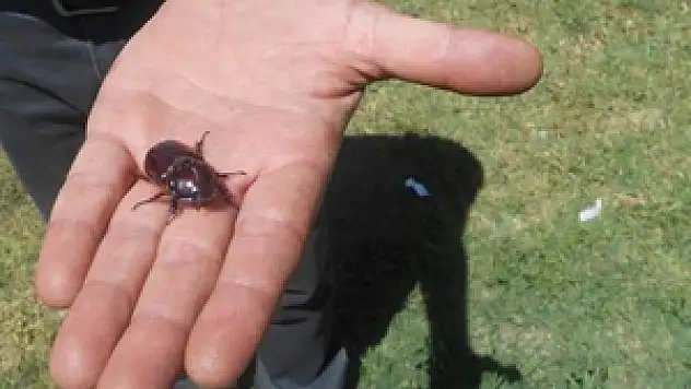 Bir gergedan böceği de Konya'dan