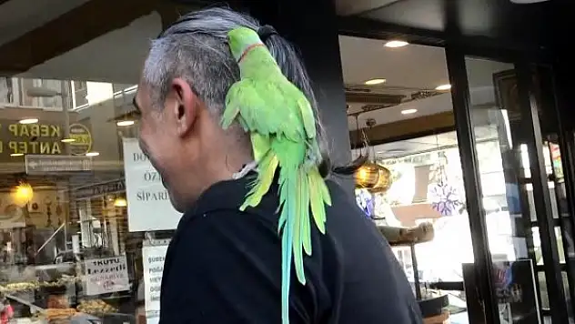 Evde sıkılan papağanını gezmeye çıkarıyor