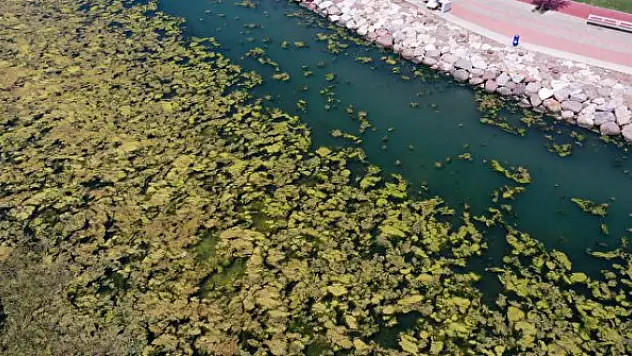 Her yeri istila etti: Görüntüler drone ile kaydedildi