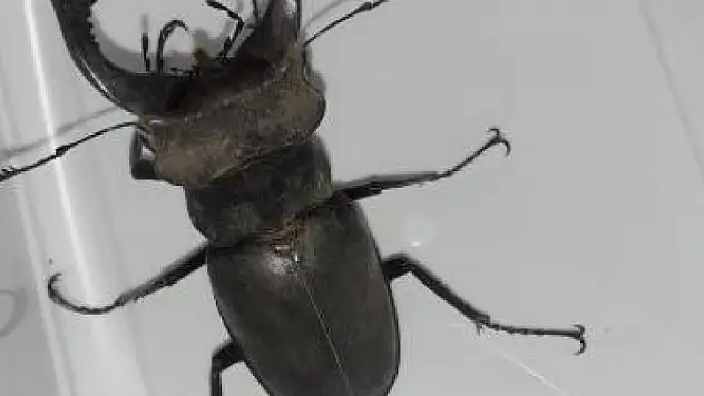 'Kırmızı liste'de yer alan geyik böceği görüntülendi