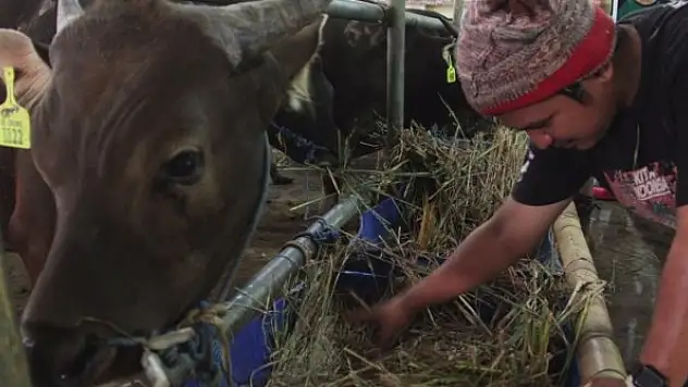 Tarım ve Orman Bakanlığı 'sorunsuz' Kurban Bayram'ı için çalışıyor