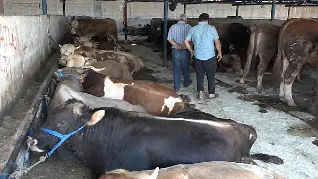 Vatandaşlar kurbanlık alımı için son günü bekliyor