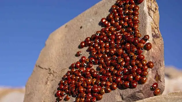 Uğur böceği kolonilerinden görsel şölen