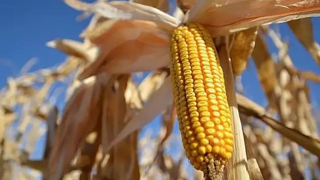 Emtia piyasasındaki düşüş devam ediyor