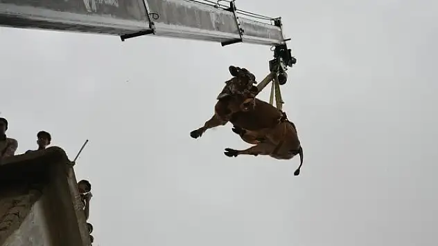 Apartmanda beslediği büyükbaş kurbanlıklarını çatıdan vinç yardımıyla indirdi