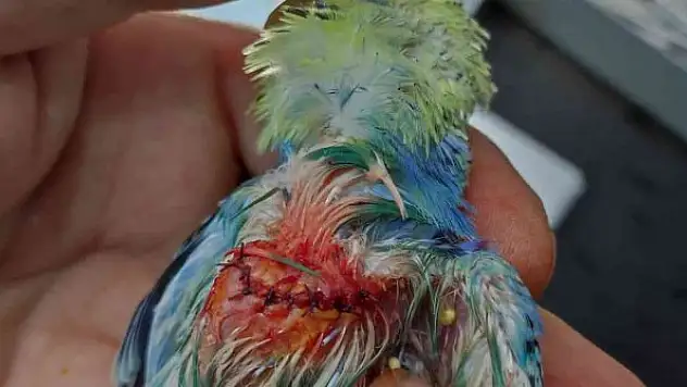 Kursağı yırtılan muhabbet kuşu 9 dikişle hayata tutundu