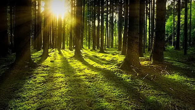 Niğde'de ormanlara giriş yasaklandı