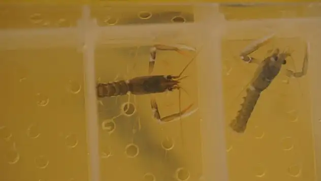 Çanakkale'de 300 yavru ıstakoz Dardanel iş birliği ile denizle buluştu