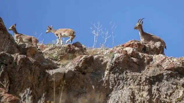 Yaban keçisi avlayan kişiye 254 bin 912 lira ceza
