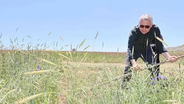 Vali Şimşek, traktör ve tırpanla hasat yaptı