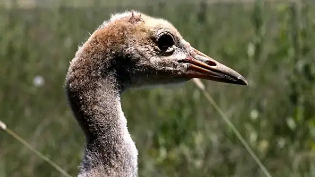 Nesli tehlike altındaki Anadolu dağ turnalarına uydu takibi