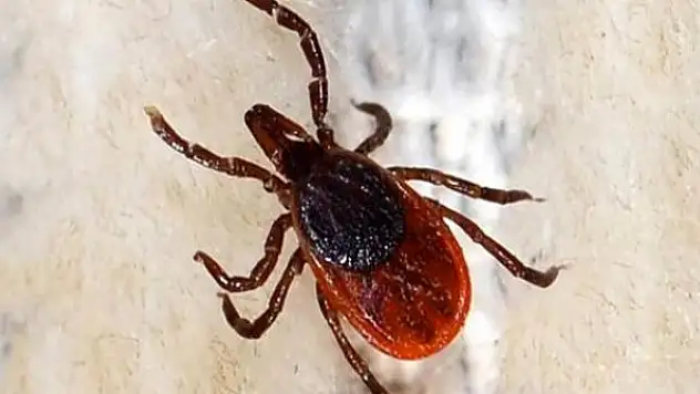 Yozgat'ta KKKA hastalığı şüphesiyle tedavi gören kişi öldü