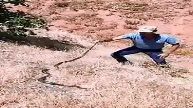 Bulduğu yılanı önce sevdi, sonra doğaya bıraktı