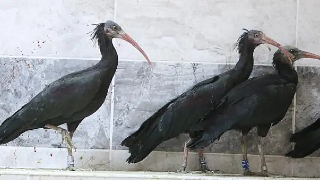 Koruma altındaki 30 kelaynak göçe kanat çırptı