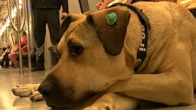 Fenomen köpek Boji, kripto paraya dönüştü 