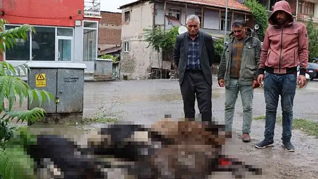 Kurbanlık koyunlar elektrik akımına kapıldı