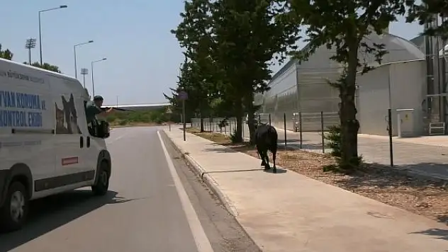 Kaçan boğa iğneyle uyuşturulup, sahibine teslim edildi