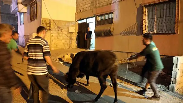 Kaçan kurbanlık boğa, ekiplere ve vatandaşlara son anlar yaşattı
