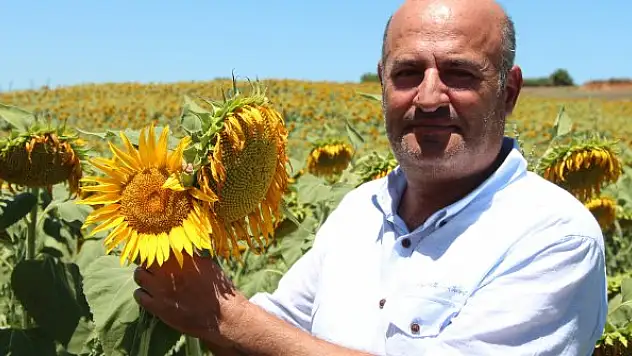 'Ayçiçeği desteklemeleri artırılmalı'