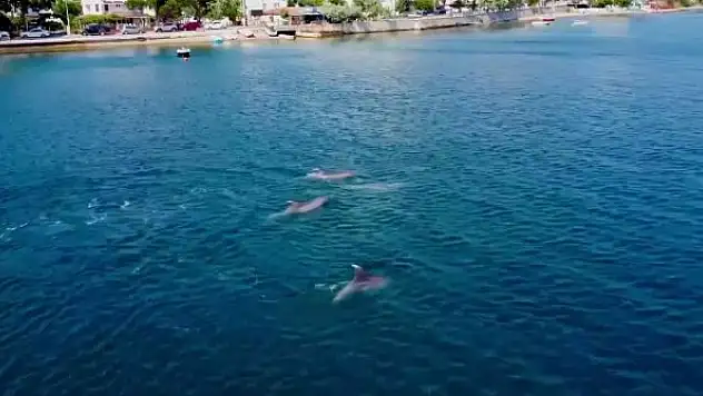 Yunuslardan Gemlik Körfezi'nde görsel şölen