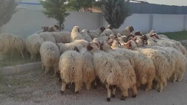 İhtiyaç sahipleri için 85 kurbanlık kesildi