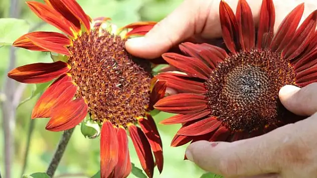 Edirne'de kırmızı ayçiçekleri çiçek açtı