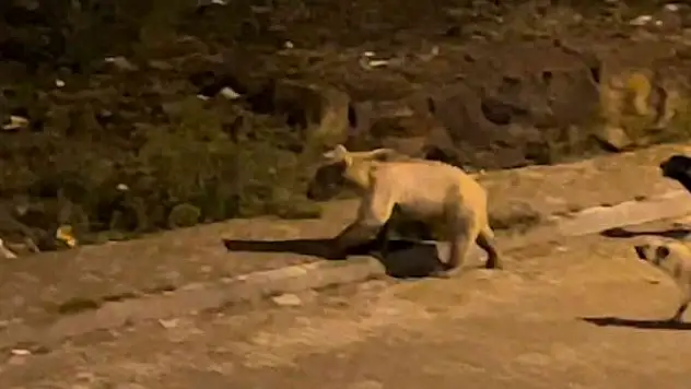 Acıkan ayılar her gün ilçe merkezinde yiyecek arıyorlar