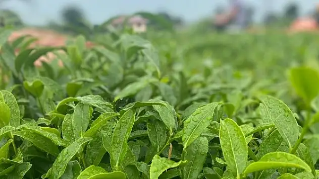ÇAYKUR üreticiden 10 günde 3 bin 668 ton yaş çay aldı