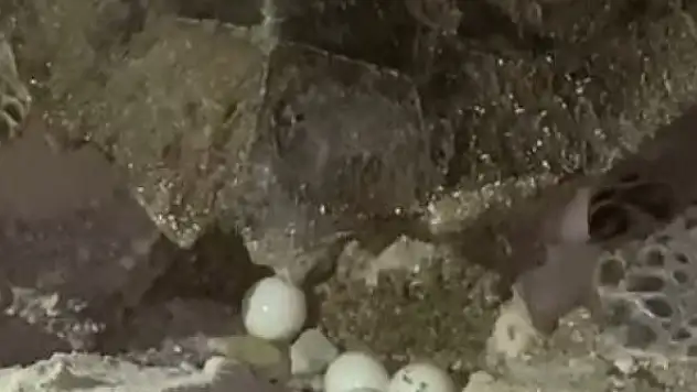 Yumurtlayan carettaya flaşlı cep telefonu eziyeti