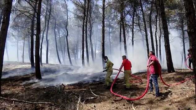 Edirne'de orman yangını! 5 dönümlük alan zarar gördü