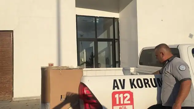 Anneleri ölen yavru leylekler koruma altına alındı