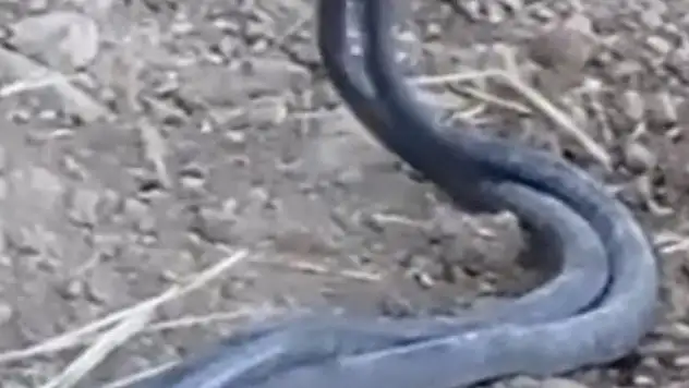 Yılanların büyüleyen dansı