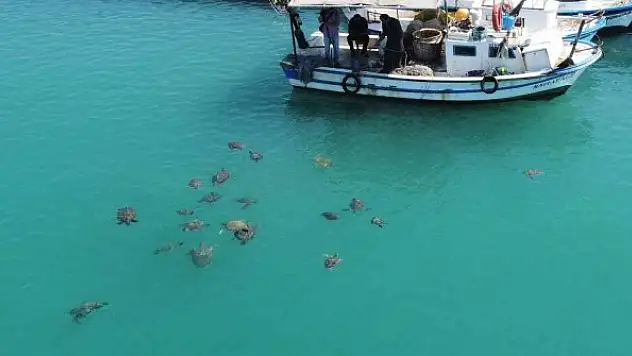 Balıkçıların dostu caretta carettalar döndü