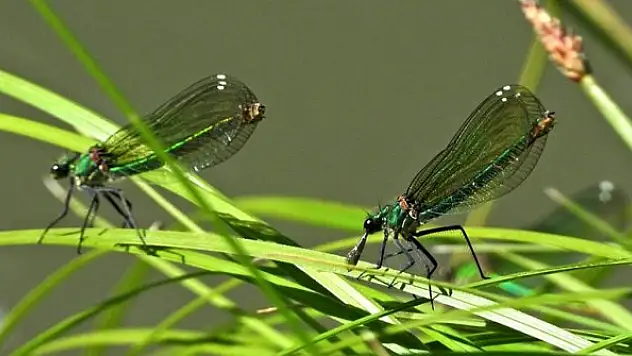 ASELSAN yetenekli 'böcek İHA'lar üzerinde çalışıyor