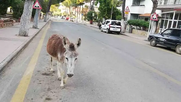 Eşek firar edip şehir merkezine indi