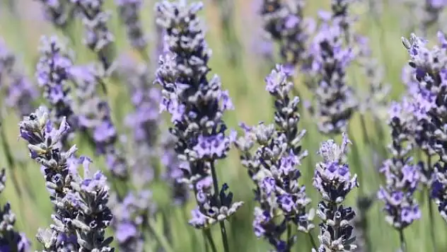 Susuz topraklarda lavanta verimi