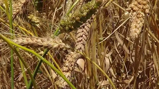 Bu buğday başka bir buğday! Her bir başakta 100 dane