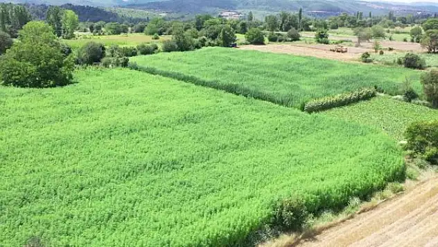 Asırlık kenevir merkezinde 175 dekarda üretim