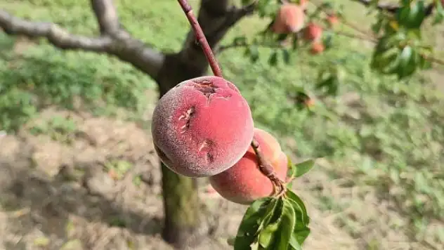 Bahçeleri dolu vurdu çiftçiye zarar 20 milyon TL