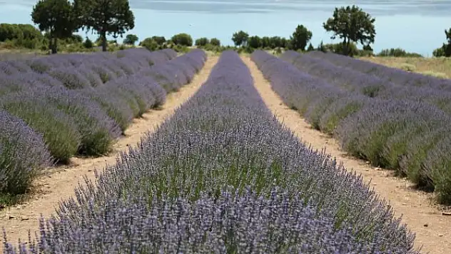 Türkiye'de lavanta üretilen alan 20 bin dekara yükseldi