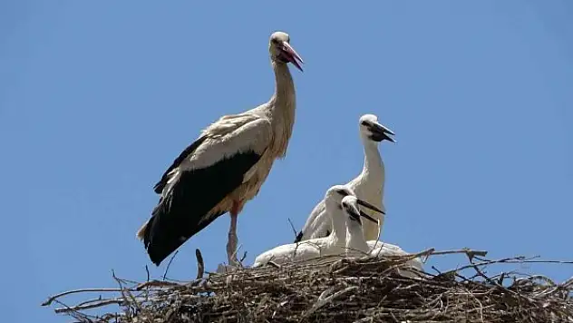 Leylek yavruları uzun göç için uçuşa hazırlanıyor