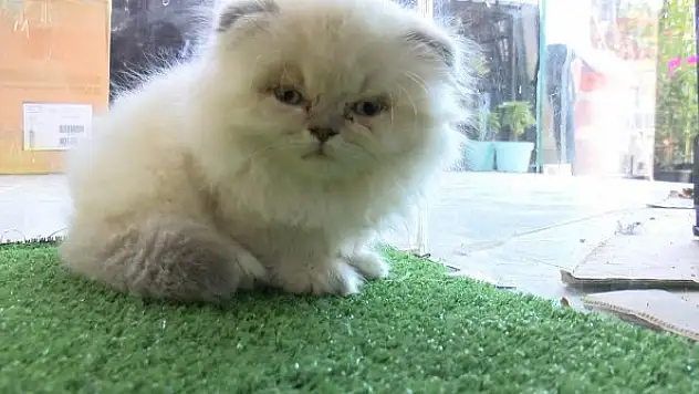 Petshop vitrinlerinden kedi ve köpekler kaldırıldı  