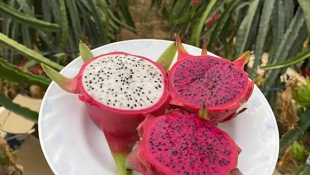 Ejder meyvesinde hasat başladı