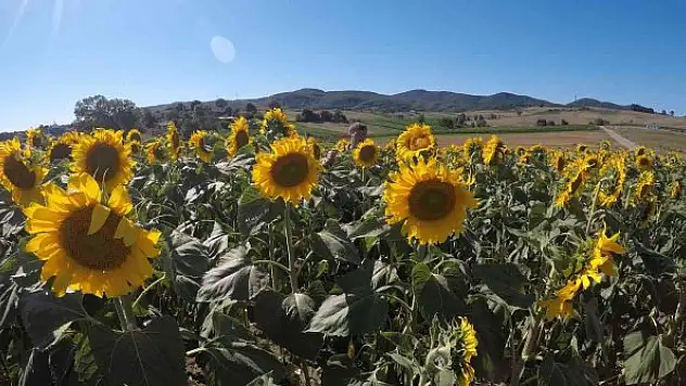 O köyde 33 sene sonra ayçiçeği ekildi