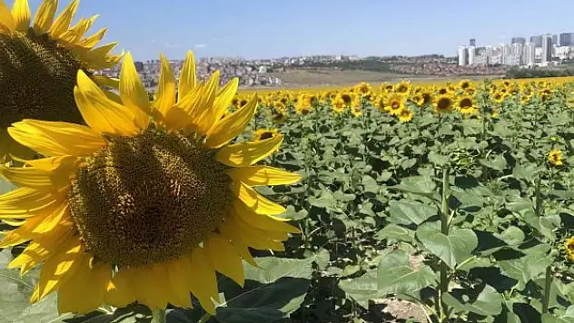 Ayçiçeği tarlaları güzel görüntüler oluşturdu