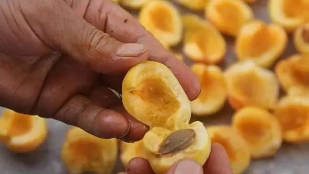 'Altın meyve' hasat sonrası kurutulup kışa hazırlanıyor